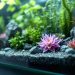 Découvrez nos conseils pour bien choisir et installer votre décoration d’aquarium